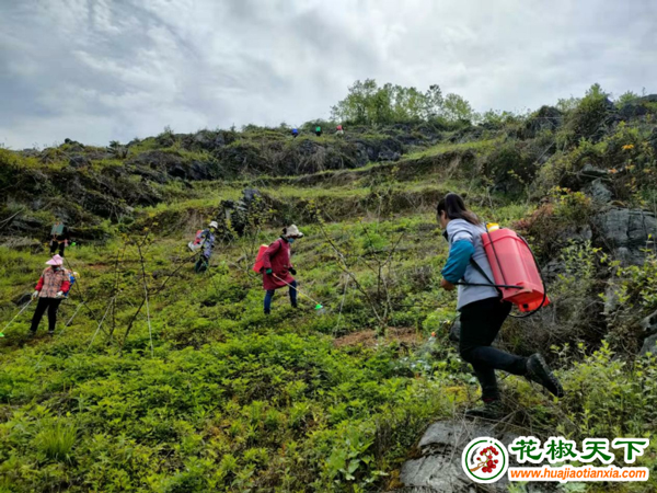 花椒新聞-重慶彭水