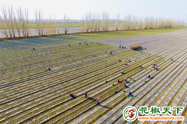 積石山縣：多措并舉為花椒產(chǎn)業(yè)保駕護(hù)航 ()