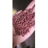 萊蕪大紅袍供應(yīng)
