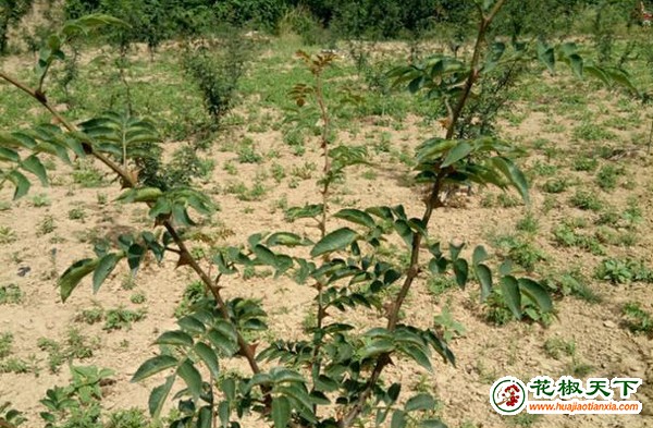 德江縣大力發(fā)展花椒產(chǎn)業(yè) ()