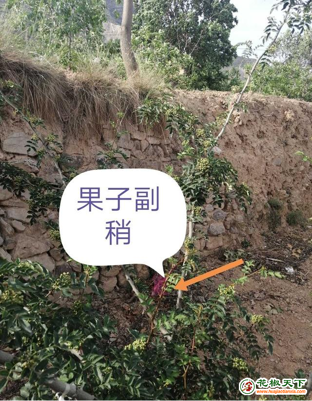 圖片4
