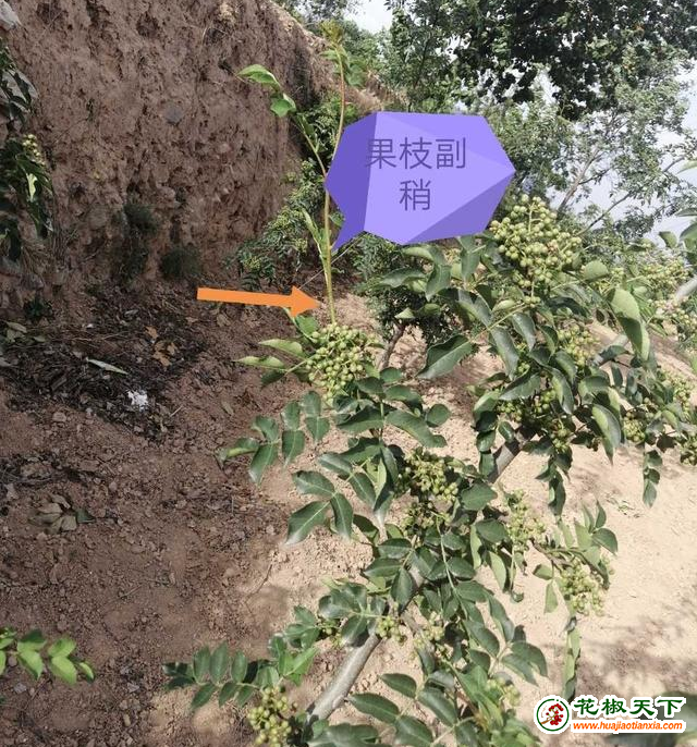 圖片3