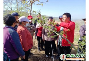 秦安縣花椒豐產(chǎn)技術(shù)送下鄉(xiāng) ()