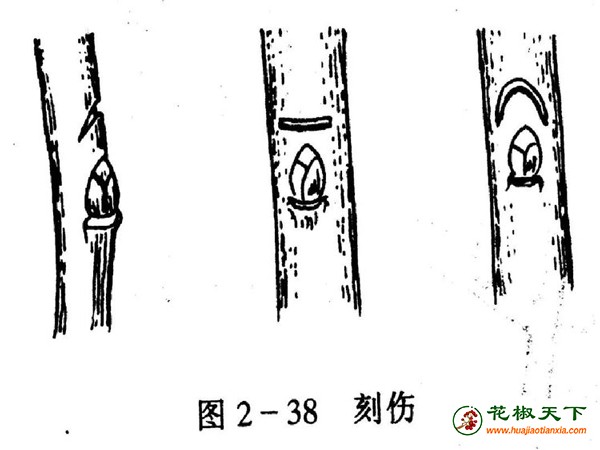 圖片5