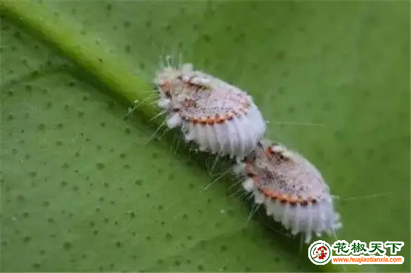 圖片2