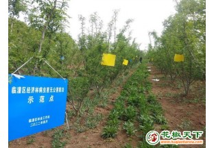 西安開展花椒病蟲害防治工作 ()