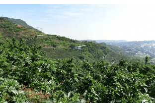 重慶江津青花椒助力退耕還林 ()