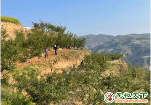 隴南禮縣：小花椒為鄉(xiāng)村振興添磚加瓦 ()