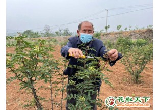 河南禹州花椒樹讓荒地變寶地 ()