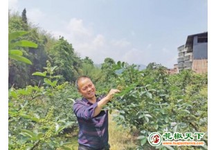 重慶江津53萬畝青花椒豐收在即 ()
