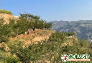 甘肅禮縣小花椒種出致富路 ()