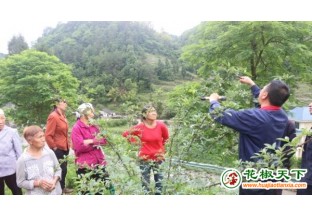 貴州習(xí)水科技送下鄉(xiāng) 提高花椒產(chǎn)量 ()