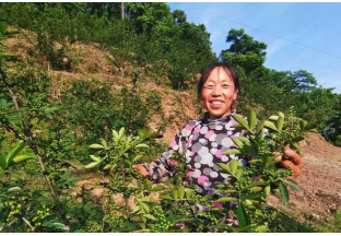 瀘州花椒帶來大好前景 ()