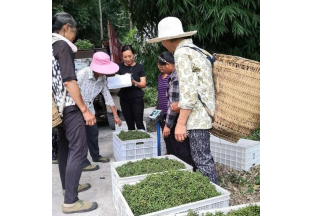 達(dá)州花椒喜迎豐收 ()