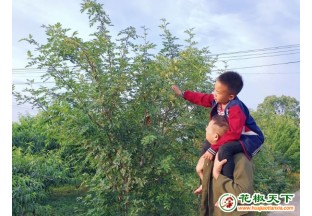 湖北宜昌：小花椒鋪就致富路 ()