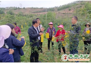 甘肅秦安花椒病蟲害防治正當時 ()
