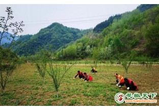 陜西商南花椒拓寬增收路 ()