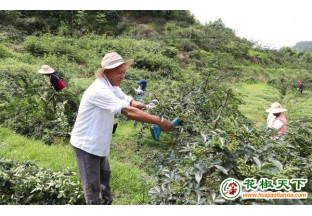 花椒產業(yè)助農增收 ()