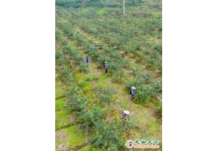 萬畝花椒采摘忙 ()