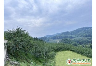 貴州思南：花椒采摘忙 農(nóng)戶(hù)…